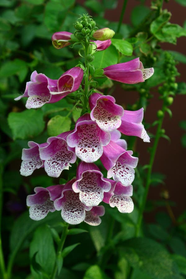 Beautiful purple orchid