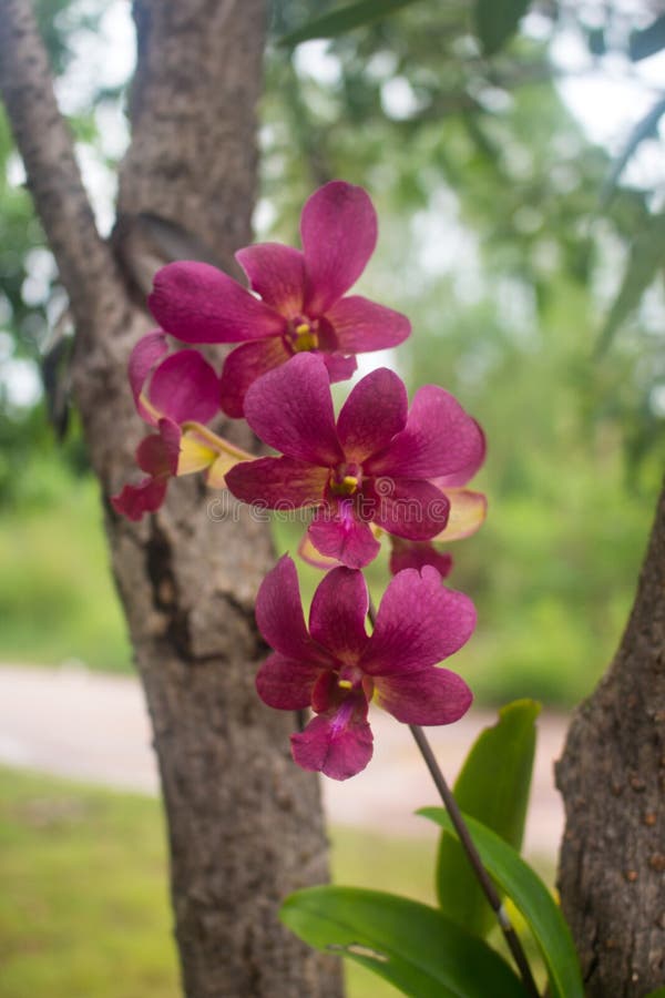 Beautiful purple orchid royalty free stock image Beautiful purple orchid royalty free stock image