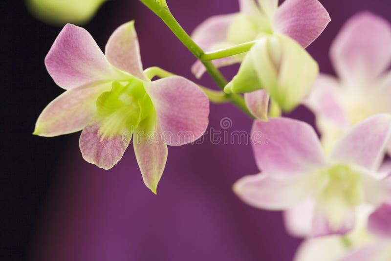 Beautiful purple orchids stock photos