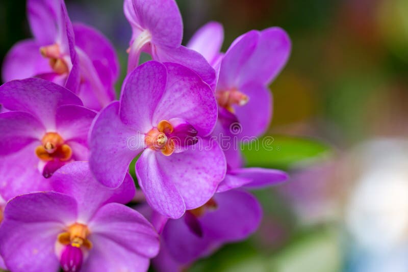 Beautiful purple Phalaenopsis orchid flowers with natural background, abstract, beauty, bloom, blossom, botany, bouquet, branch, bright, color, decoration, flora, floral, focus, fresh, garden, green, head, leaf, macro, nature, orchids, petal, pink, plant, spring, tropical, violet, white. Beautiful purple Phalaenopsis orchid flowers with natural background, abstract, beauty, bloom, blossom, botany, bouquet, branch, bright, color, decoration, flora, floral, focus, fresh, garden, green, head, leaf, macro, nature, orchids, petal, pink, plant, spring, tropical, violet, white