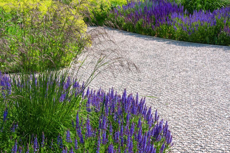 Beautiful purple Salvia flowers and ornamental grasses and spikelets in an urban public garden