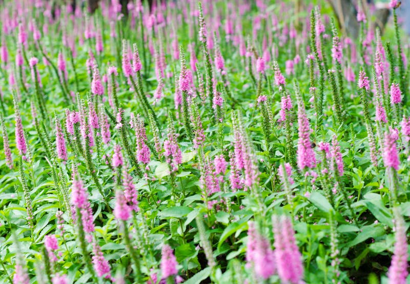 Beautiful Purple Spiked Speedwell