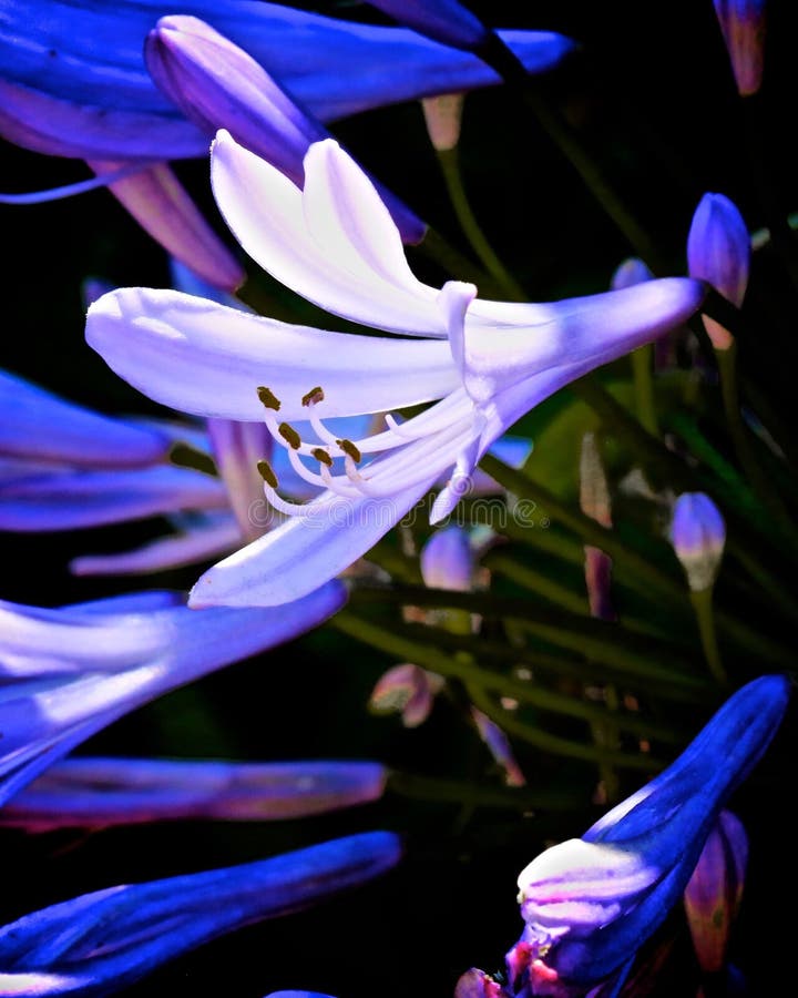 Agapanthus African blue lily flower stock photography Agapanthus African blue lily flower stock photography