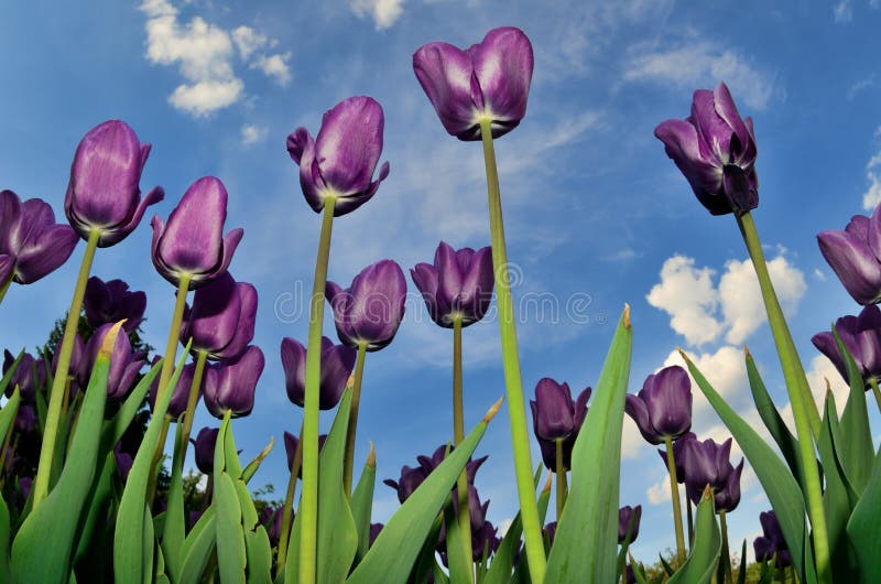 Beautiful purple tulips