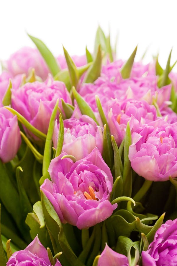 Beautiful purple tulips stock photo. Image of bunch, mothers - 32600088