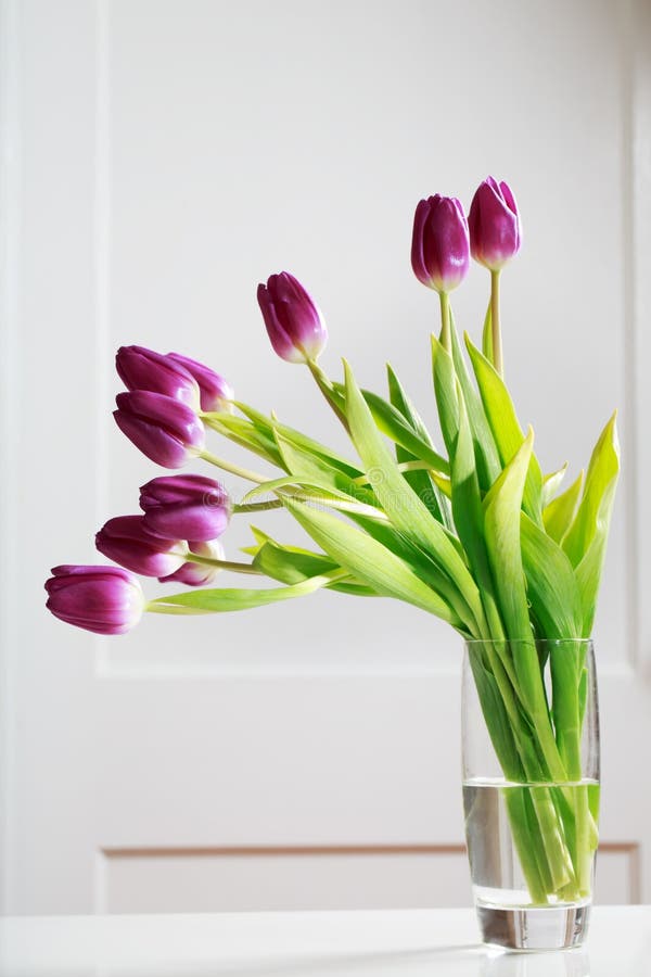 Beautiful purple tulips stock photo. Image of bloom, glass 52322740