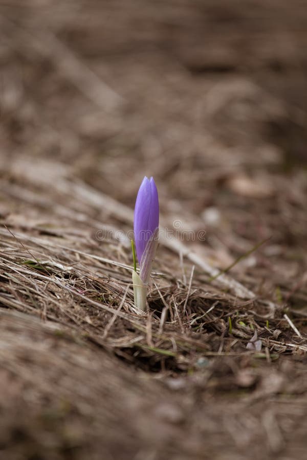 Beautiful purple wild crocus flowers on a natural background in spring.