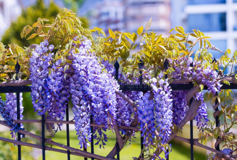 Purple Metallic Blossom Creeper from TUK