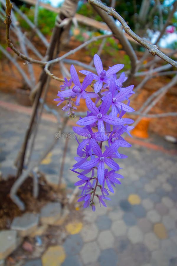 Beautiful Purple Wreath Vine Flower. Stock Image Image of pastel, background 111610573