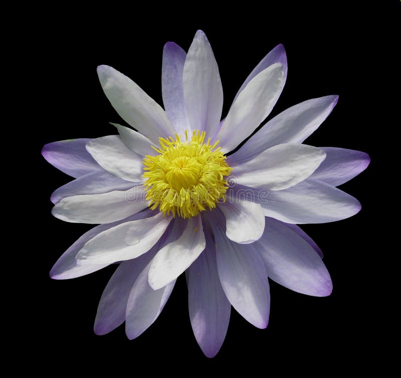 Beautiful purple and yellow waterlily royalty free stock photo Beautiful purple and yellow waterlily royalty free stock photo