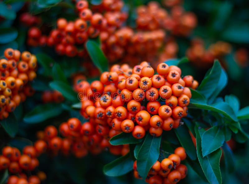 Beautiful Pyracantha Bush with Bright Orange Berries Stock Photo