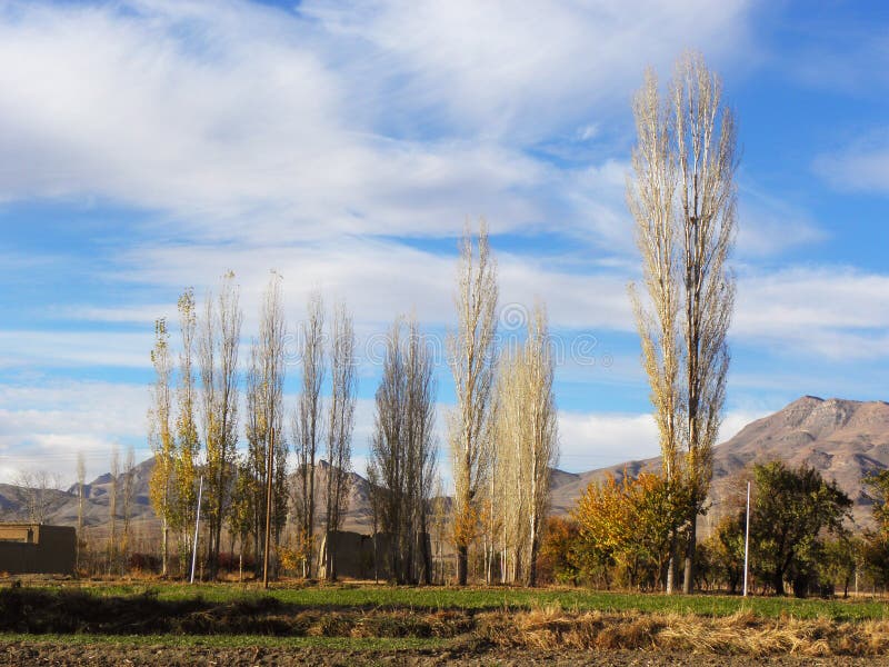 Beautiful and quiet farm with tall poplar trees in spring. Beautiful and quiet farm with tall poplar trees on a sunny spring day in Iran royalty free stock photo Beautiful and quiet farm with tall poplar trees in spring. Beautiful and quiet farm with tall poplar trees on a sunny spring day in Iran royalty free stock photo