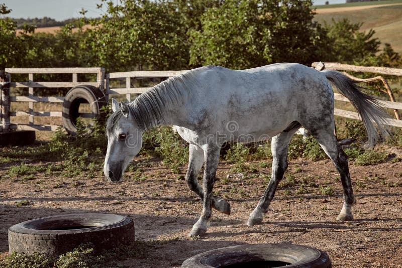 4,003 Quiet Horse Stock Photos Free & RoyaltyFree Stock Photos from