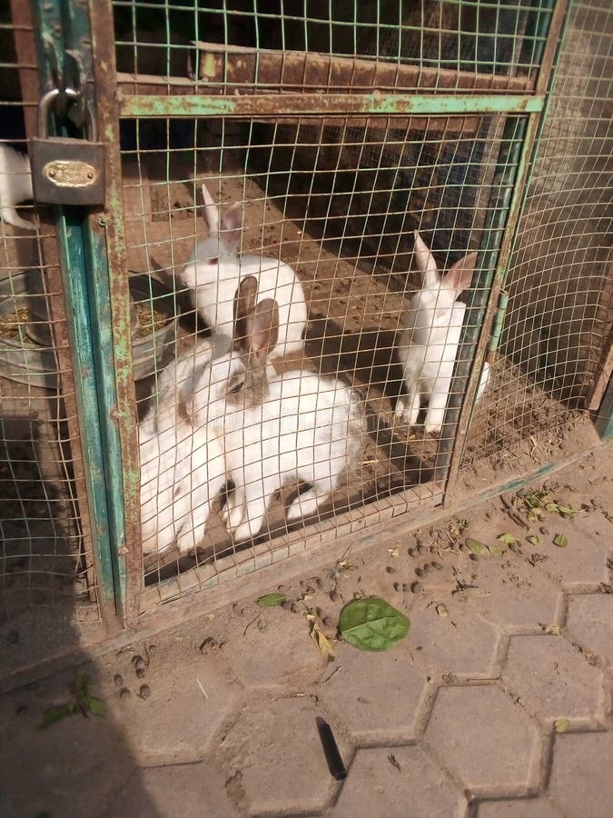 Beautiful Rabbit in Cage White Birds Stock Image Image of beak, bird