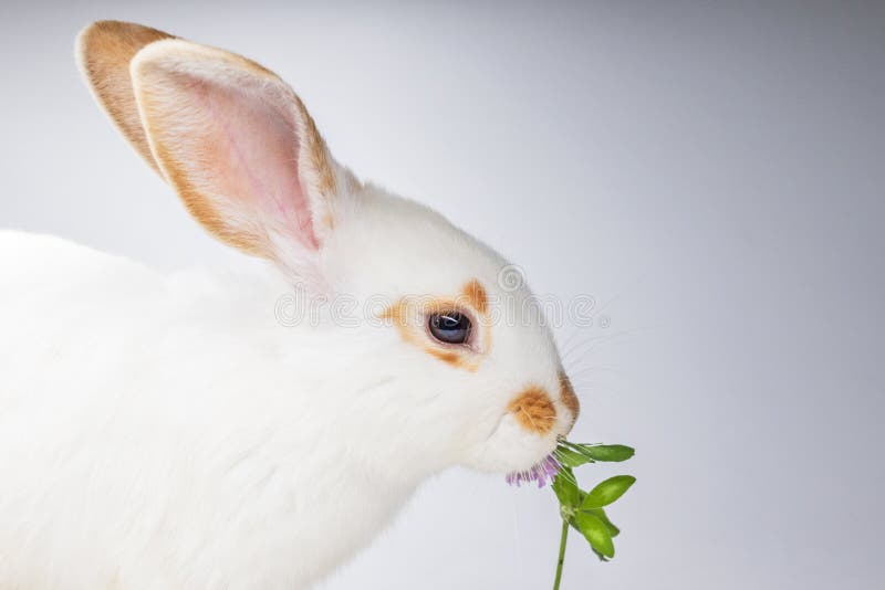 Beautiful rabbit eating clover not white background