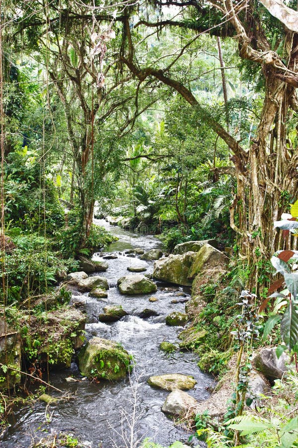 Beautiful rain forest