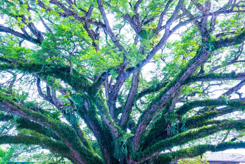 Beautiful Rain Tree in Chiang Kham District Stock Image Image of