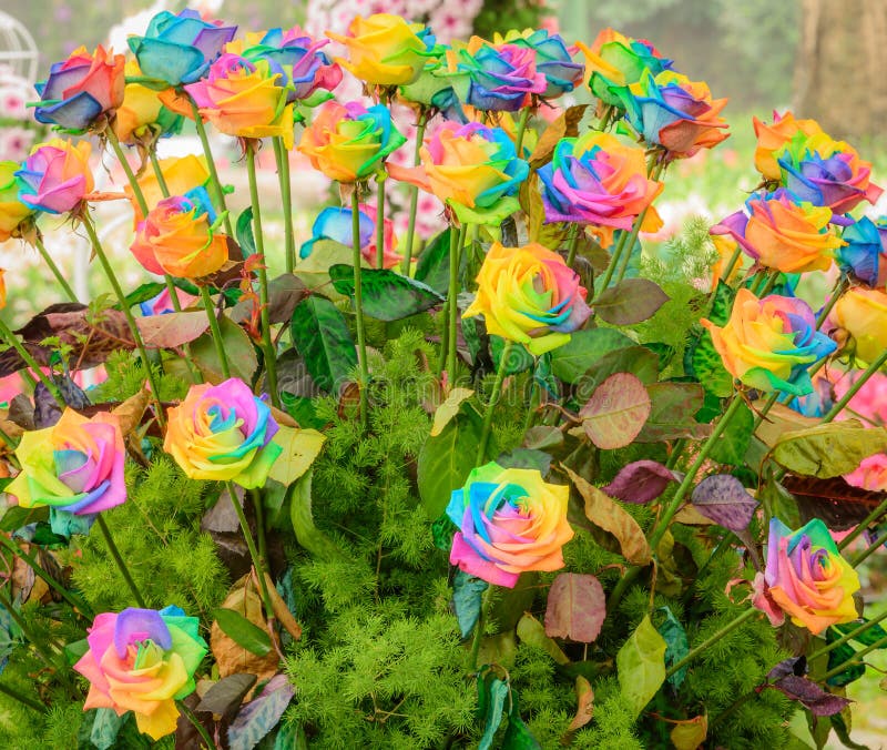 beautiful colorful roses