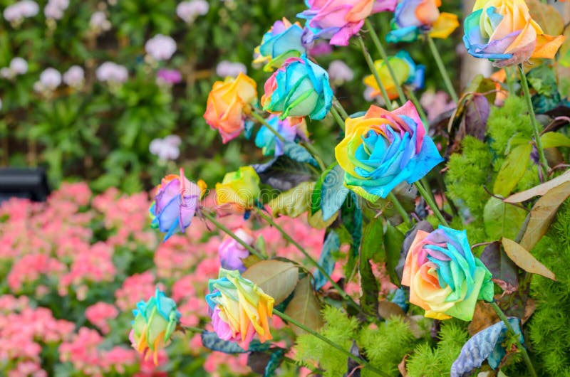 Beautiful of Rainbow Roses stock image. Image of colorful 65069139