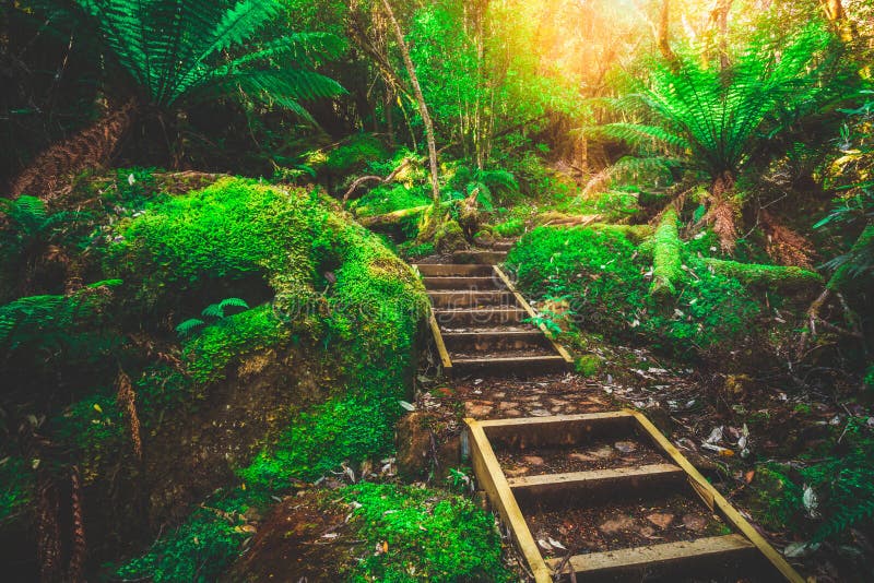 Beautiful Rainforest Jungle in Tasmania, Australia Stock Image - Image ...