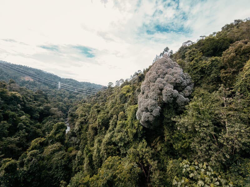 Beautiful Rainforest Trees, Biodiversity in Malaysia Stock Photo Image of beautiful, clouds