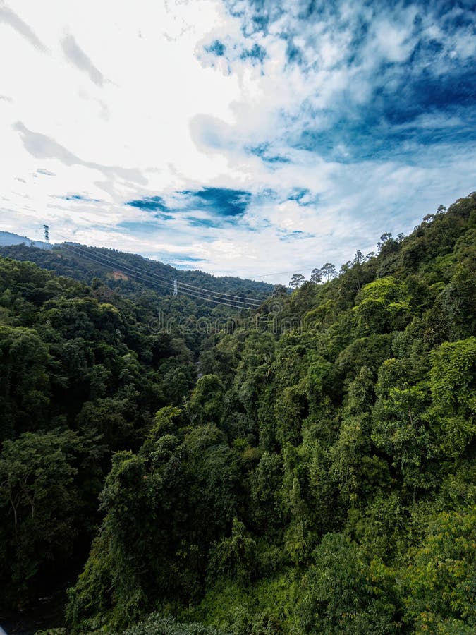 Beautiful Rainforest Trees, Biodiversity in Malaysia Stock Photo Image of inspirational