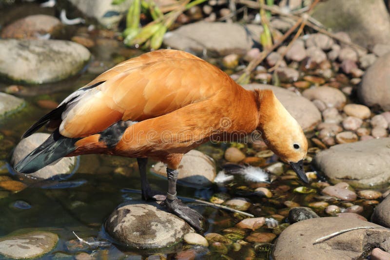 A beautiful and rare Ruddy Shelduck at a nature reserve hiding from the sun