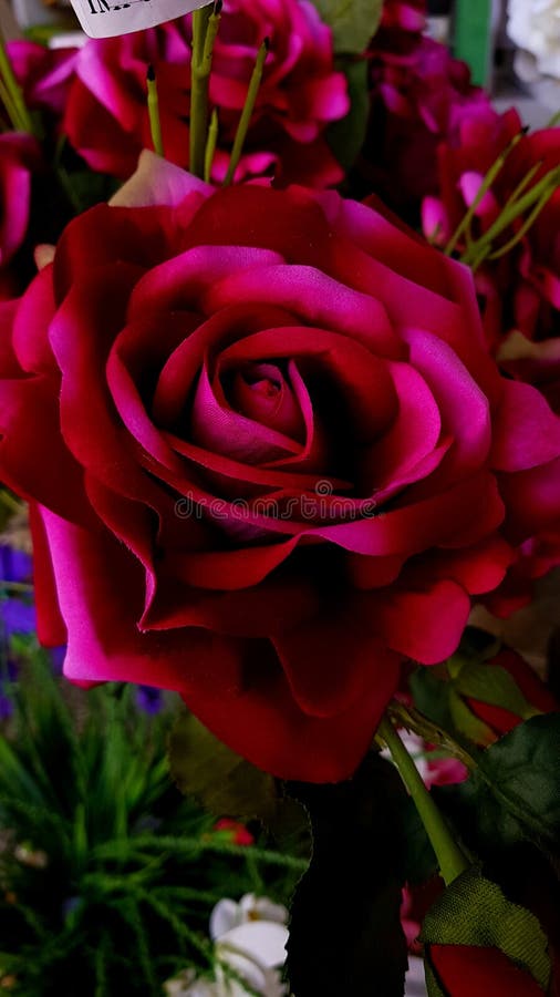 6,585 Kiss Rose Stock Photos Free & RoyaltyFree Stock Photos from