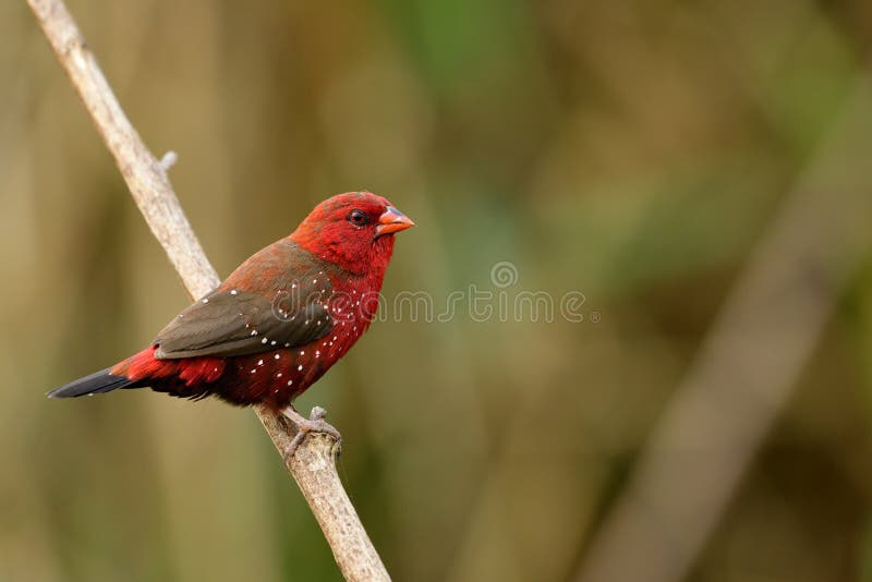 Beautiful Red Bird with Nice Eyes Strong Beak Perching on Wooden Stock  Image - Image of cute, beauty: 132139181