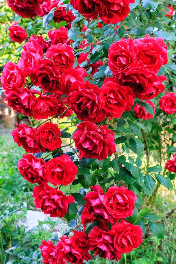 Beautiful Red Blooming Rose Flower Bush. Home Decorations and Gardening ...