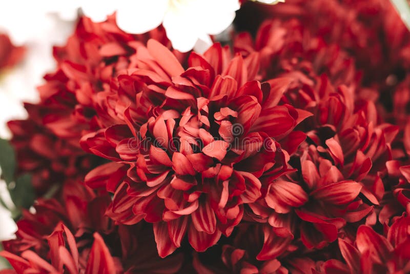 Beautiful red bright chrysanthemums bouquet. Romance, wedding or holiday concept for greeting card, wallpaper. White royalty free stock images Beautiful red bright chrysanthemums bouquet. Romance, wedding or holiday concept for greeting card, wallpaper. White royalty free stock images