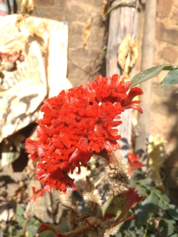 284 Indian Carnation Flower Stock Photos Free & RoyaltyFree Stock