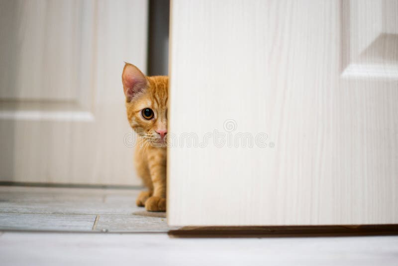 Beautiful red cat royalty free stock photo Beautiful red cat royalty free stock photo