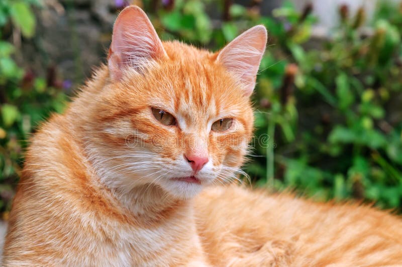 Beautiful red cat stock photo. Image of cute, beautiful 77247324