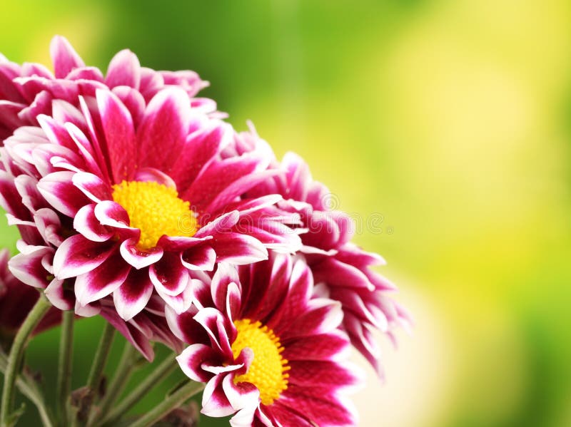 Beautiful Red Chrysanthemum Stock Image - Image of chrysanthemum ...