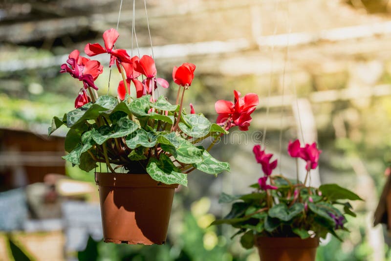 Beautiful red cyclamen flowers is winter flowers Cyclamen persicum, Hang it in a pot.