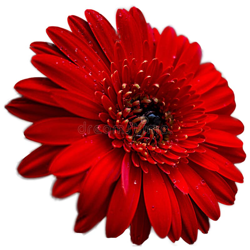 Beautiful Red Daisy stock photo. Image of gerbera, petals 184560416