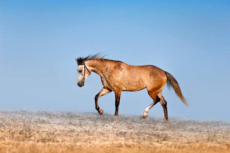 Beautiful red-dappled mare galloping across the field on a background of blue sky.