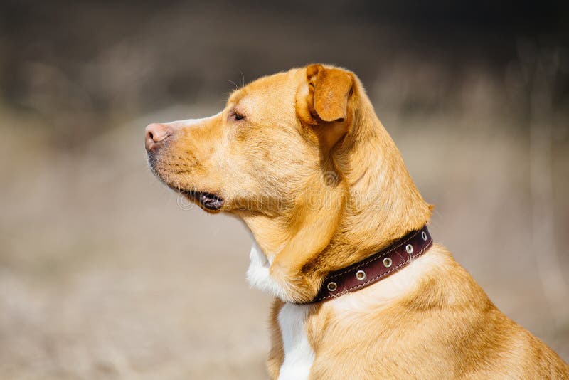 Beautiful Red Dog in the Field at Sunset Stock Image Image of field