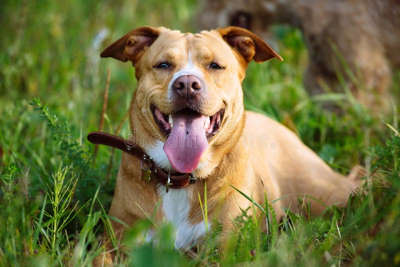 Beautiful red dog lying in the grass