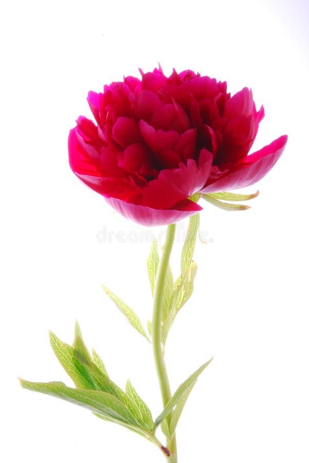 Bloomin red flower stock image. Image of blur, flowers 675627