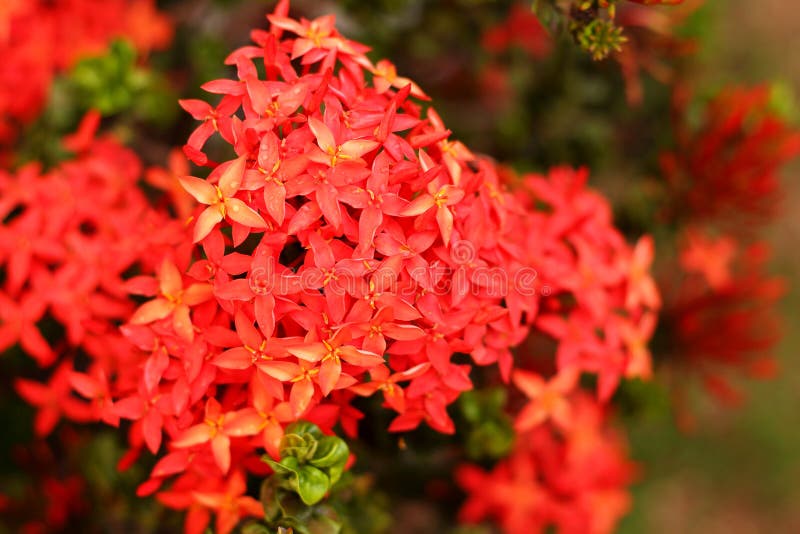 Beautiful Red Flower in the Garden Stock Image Image of growth