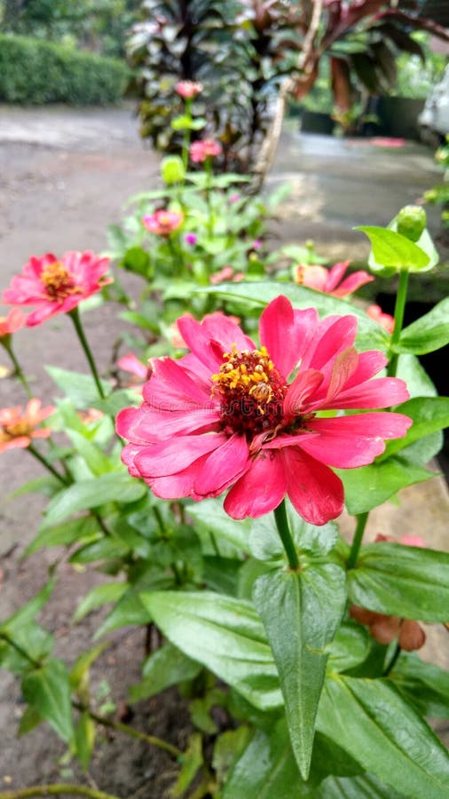 Beautiful Red Flower in the Garden Background Image Stock Photo - Image ...