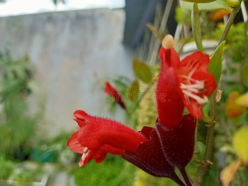 Beautiful Red Flower of Lipsticks Plant Stock Photo Image of food