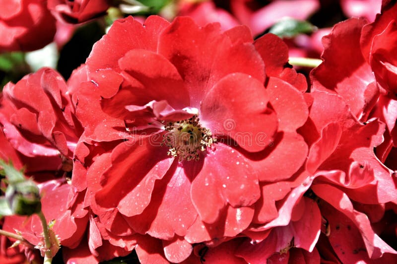 Beautiful Red Flower Stock Photo Image Of Floral Mixed 54394246