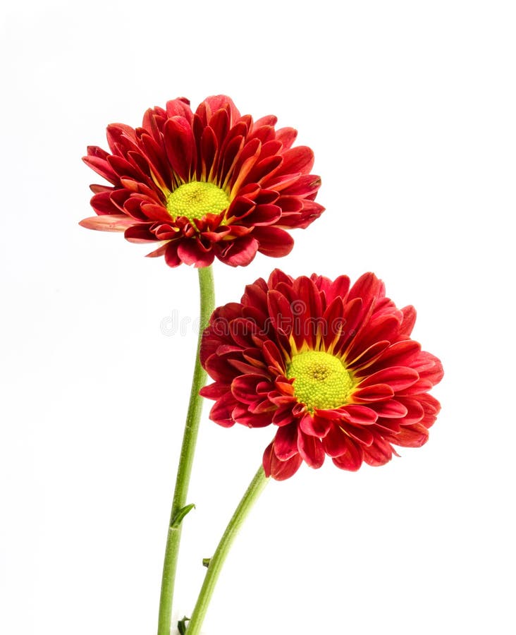 Beautiful red flower . stock image. Image of head, detail 34512431