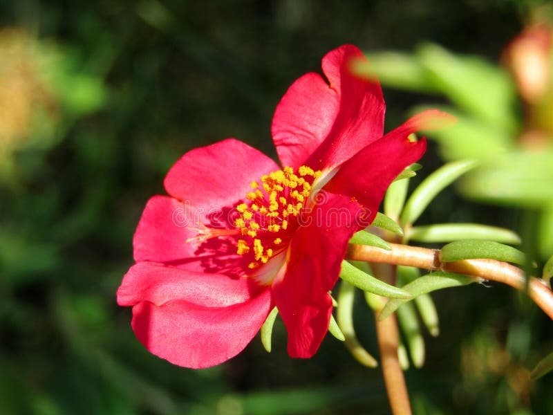 Beautiful Red Flower with Yellow Stamens Stock Photo Image of