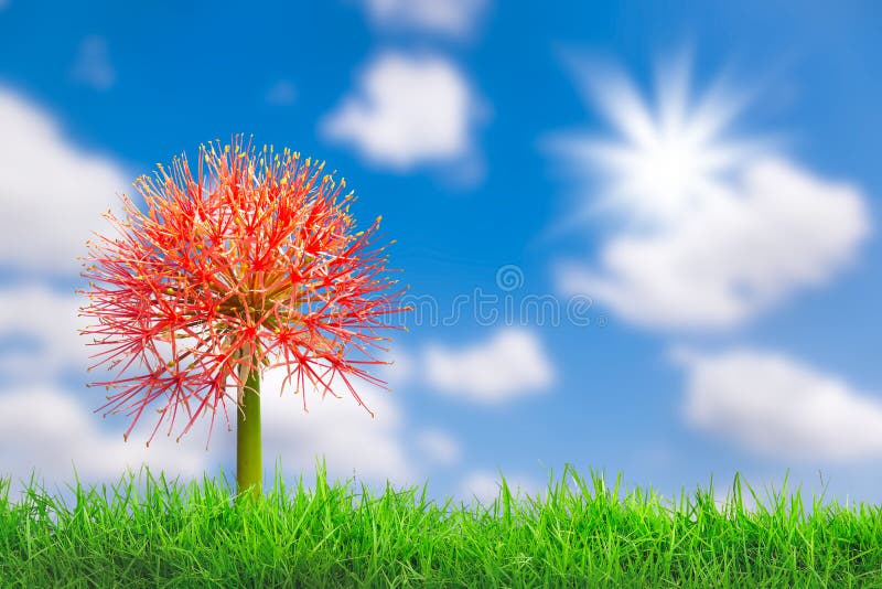 Beautiful red flowers of Blood flower, Powder puff lily, Blood lily Haemanthus multiflorus Tratt royalty free stock images Beautiful red flowers of Blood flower, Powder puff lily, Blood lily Haemanthus multiflorus Tratt royalty free stock images