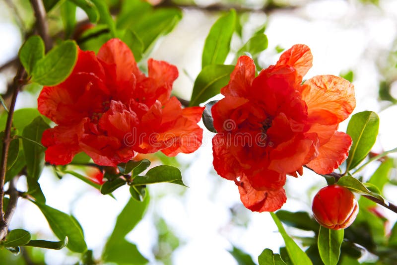 Beautiful red flowers blooming pomegranate