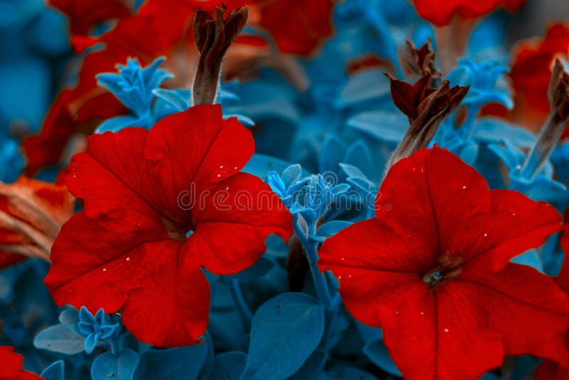 751 766 Horizontal Summer Photos Free Royalty Free Stock Photos From Dreamstime 751 766 Horizontal Summer Photos Free Royalty Free Stock Photos From Dreamstime